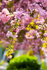 pink flowers of sakura in spring. romantic floral nature background