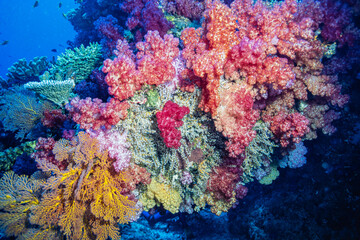 Naklejka na ściany i meble Soft coral off the coast of the Fiji islands