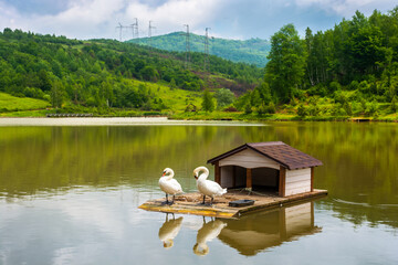 landscape with swans on the mountain lake. scenic reflection in the water. idyllic nature background in summer. beautiful white birds in peaceful outdoor scenery