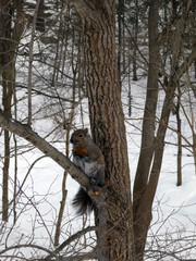 Grey squirrel sitting on tree branch
