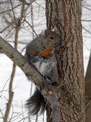 Grey squirrel sitting on tree branch