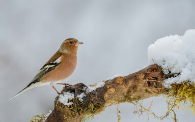 bird, spatz, natur, tier, wild lebende tiere, wild, braun, schnabel, feather