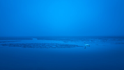 Blue frozen lake with a white swan swimming toward the clusters of floating ice pieces. Twilight foggy winter seascape on Cape Cod in Massachusetts.