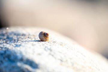 little snail house