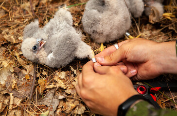 Ringing of small downy chicks of a falcon.  © наталья саксонова