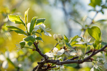 Banner with sakura flowers. Beautiful nature spring background with a branch of blooming cherry flowers.