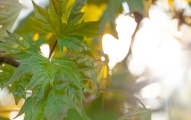Green foliage bokeh with shimmering highlights sparkles. Background of green leaves