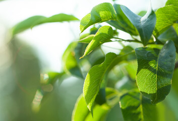 Obraz premium Beautiful green nature background. Green leaves, summer and environment concept