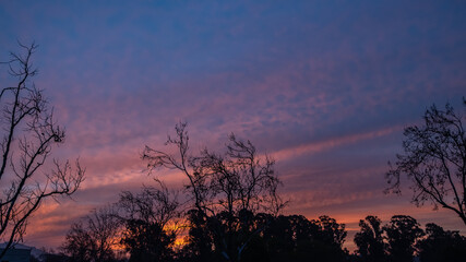 A beautiful colorful sky right before sunrise with trees in silhouette 