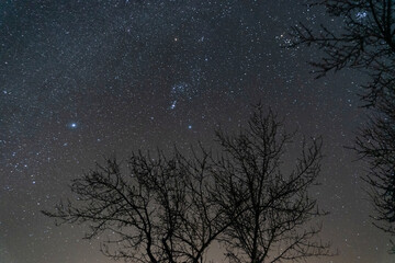 las ramas del &aacute;rbol bajo el cielo de estrellas