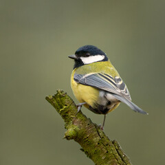 Great tit