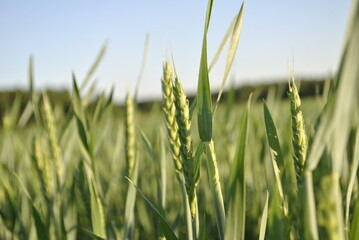 Close up of immature green wheat. Rays of light illuminated the wheat. In the background, the crops of ripening wheat are blurred.