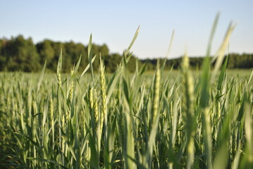 Close up of immature green wheat. Rays of light illuminated the wheat. In the background, the crops of ripening wheat are blurred.