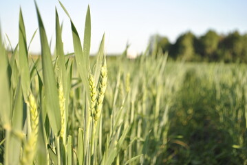 Close up of immature green wheat. Rays of light illuminated the wheat. In the background, the crops of ripening wheat are blurred.