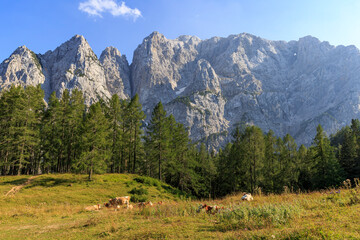 Fototapeta na wymiar Viewpoint to Vršič Pass, eating cattle and mountains in the background, Slovenia