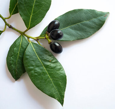 Laurel with bery Branches isolated on white