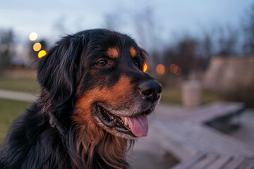 male dog hovawart gold and black dusk is coming and the lights of the city are coming on