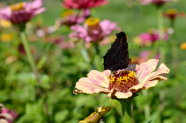 dark butterfly on a summer flower zinnia