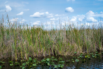 Florida Everglades Along Alligator Alley Florida