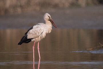 Asian Openbill Stork