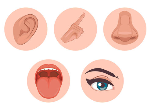 five senses icon, flat design with name, sight, hear, smell, taste, touch