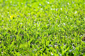 Detalhes da grama cortada, grama verde aparada, close na grama