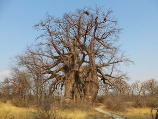 Baobab tree near Gweta, Botswana