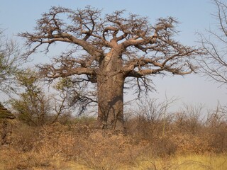 Baobab tree near Gweta, Botswana