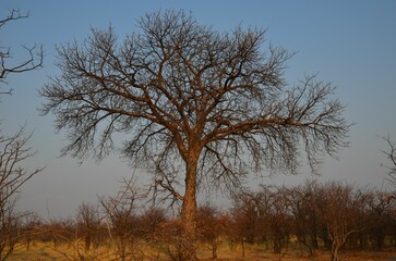 Baobab tree near Gweta, Botswana