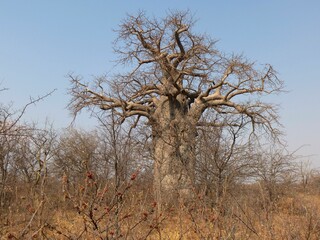 Baobab tree near Gweta, Botswana