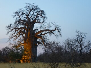 Baobab tree near Gweta, Botswana