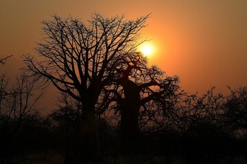 Beautiful sunset behind baobab trees