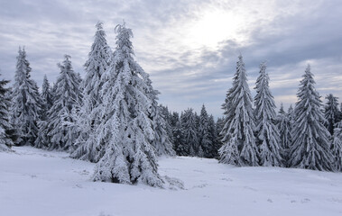 snowy winter forest in Germany - snow covered trees
