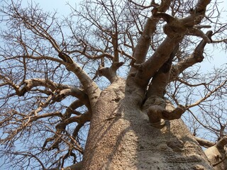 Baobab tree near Gweta, Botswana