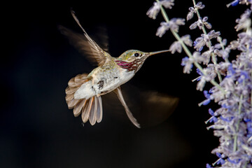 Hummingbird in Flight © Charles