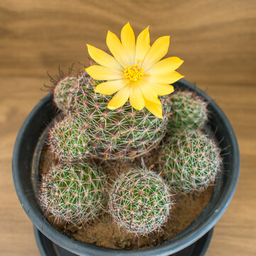 Mammillaria beneckei cactus in bloom with beautiful yellow flower