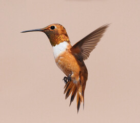Hummingbird in Flight