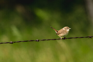 House wren (Troglodytes aedon), perched  on a barred wire.