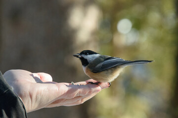 Chickadee eating from a lady's hand in the Canadian forest in winter
