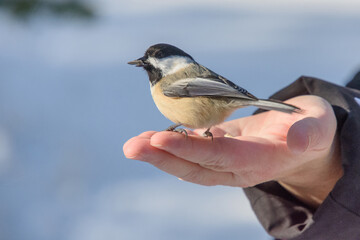 Chickadee eating from a lady's hand in the Canadian forest in winter