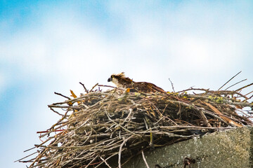 Osprey sitting in nest in Chambers Bay park
