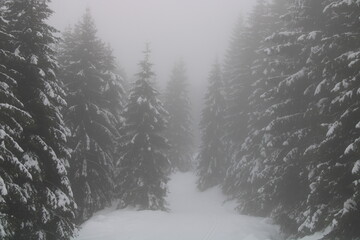 Wanderung im Winter im Harz auf dem Goetheweg nahe Torfhaus (Hiking in the winter in the Harz Mountains)