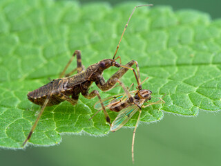 P1010063 damsel bug (Hoplistoscelis heidemanni) feeding on a nonbiting midge (chironomid) cECP 2020