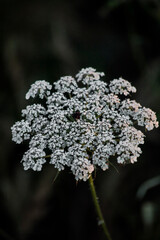 flores y plantas en la naturaleza