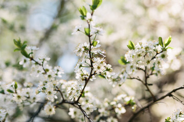 Many white flowers in spring on the tree, spring bloom, cherry blossom.
