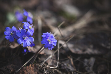 Closeup of beautiful snowdrops growing in a forest. Top view of the first spring flowers. The beginning of spring in the forest. Wildflowers. The concept of spring.