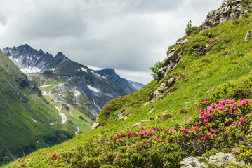 Wild flowers beautifuly blooming in alpine mountain pasture - Rhododendron ferrugineum - Alpenrose. Summer mountain landscape with beautiful flowers. - 485199951