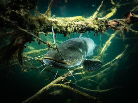 A catfish rests between the branches of a tree that has fallen into the water.