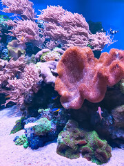Naklejka na ściany i meble Coral reef and fishes in sea. Underwater life