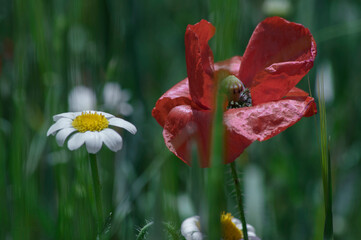 flores y plantas, en la naturaleza